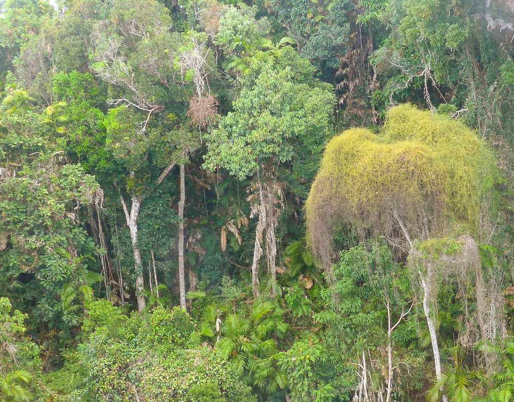 Above: Rainforest from the Skyrail cableway